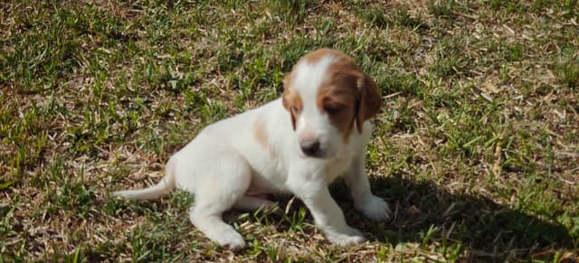 Irish Red and White Setter Puppies media 13