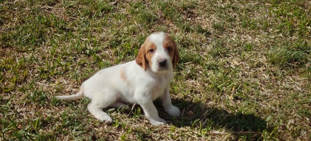 Irish Red and White Setter Puppies media 14