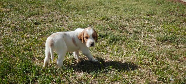 Irish Red and White Setter Puppies media 15
