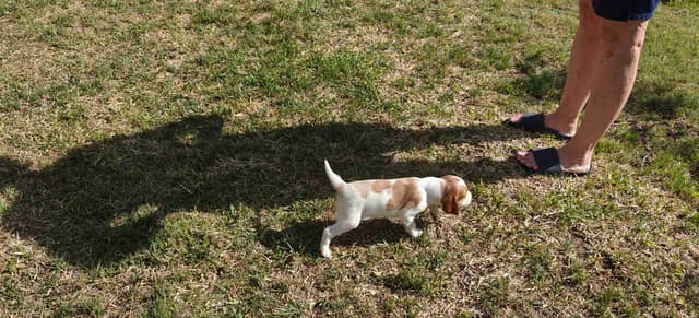 Irish Red and White Setter Puppies media 17