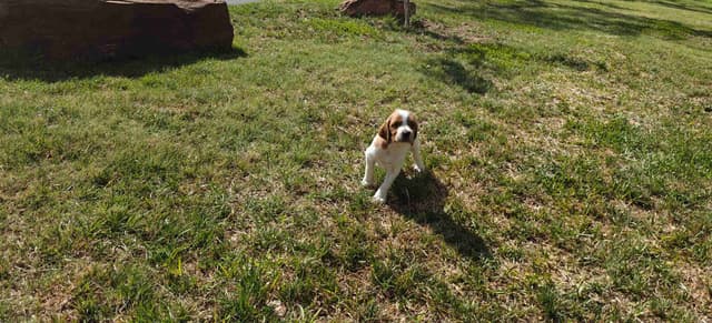 Irish Red and White Setter Puppies media 16