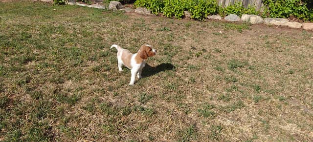 Irish Red and White Setter Puppies media 9