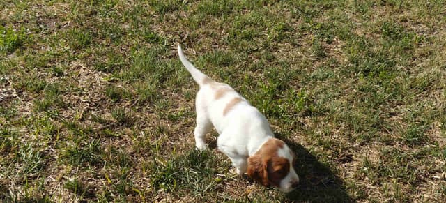 Irish Red and White Setter Puppies media 19