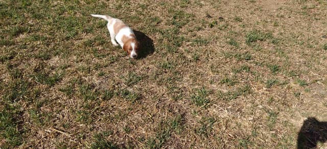 Irish Red and White Setter Puppies media 18