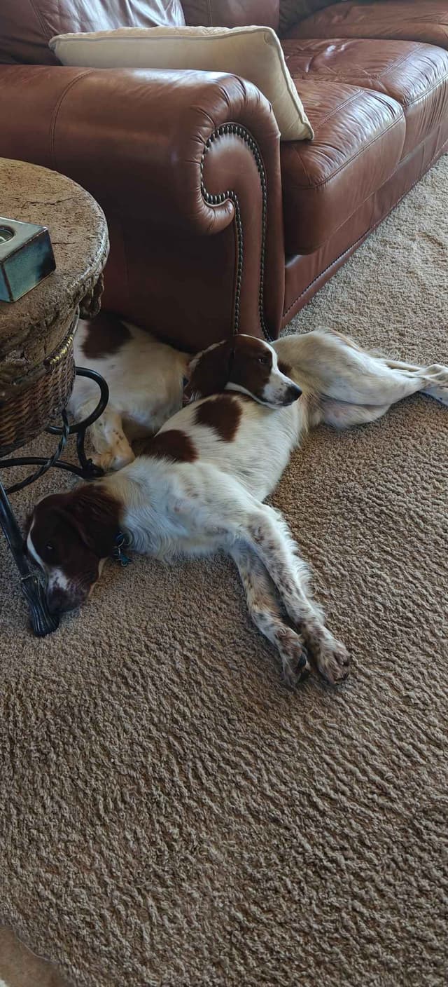 Irish Red and White Setter Puppies media 20