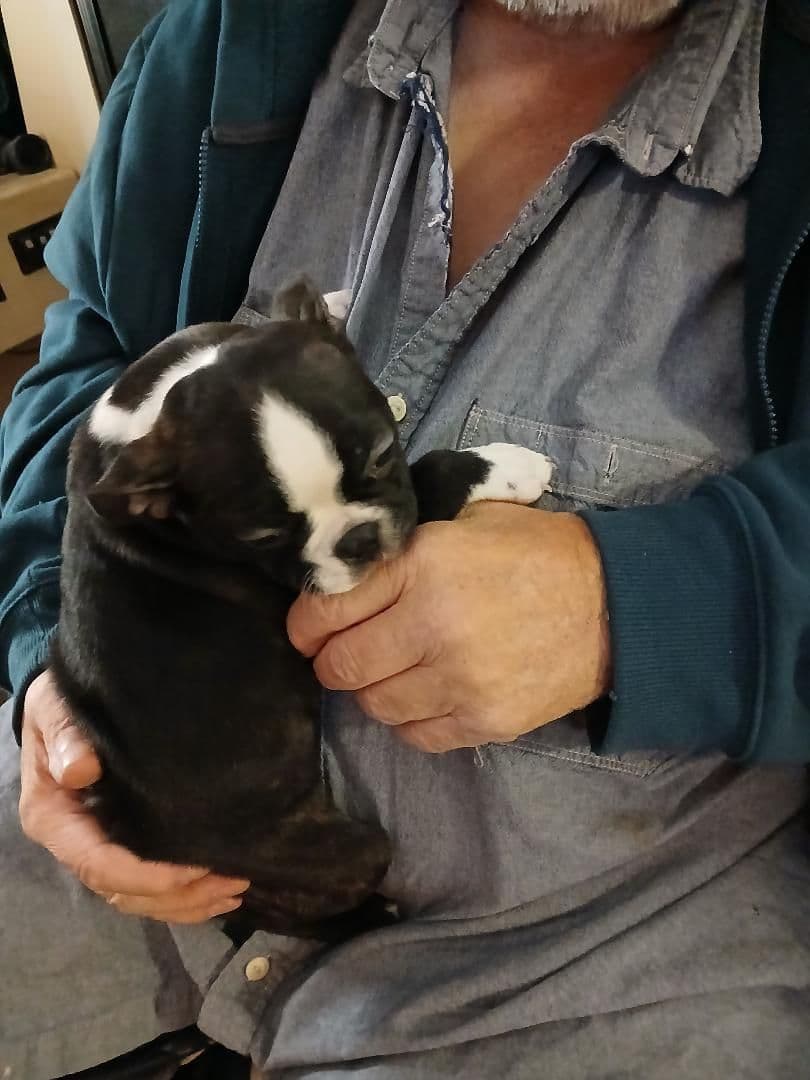 Boston Terrier Puppies breeder image 1