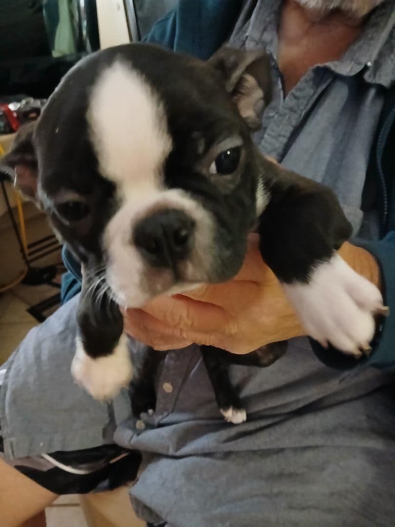 Boston Terrier Puppies breeder image 2