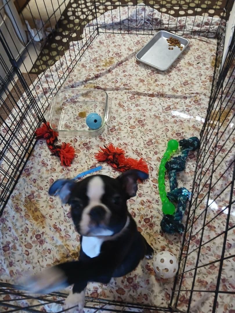Boston Terrier Puppies breeder image 4