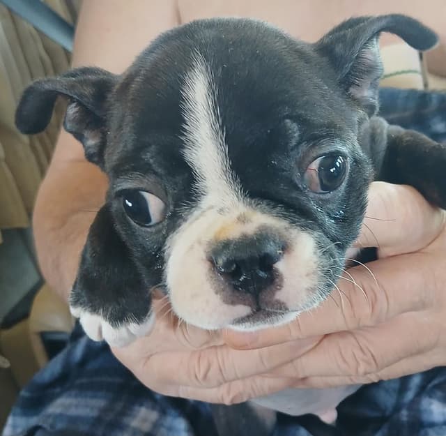 Boston Terrier Puppies media 3