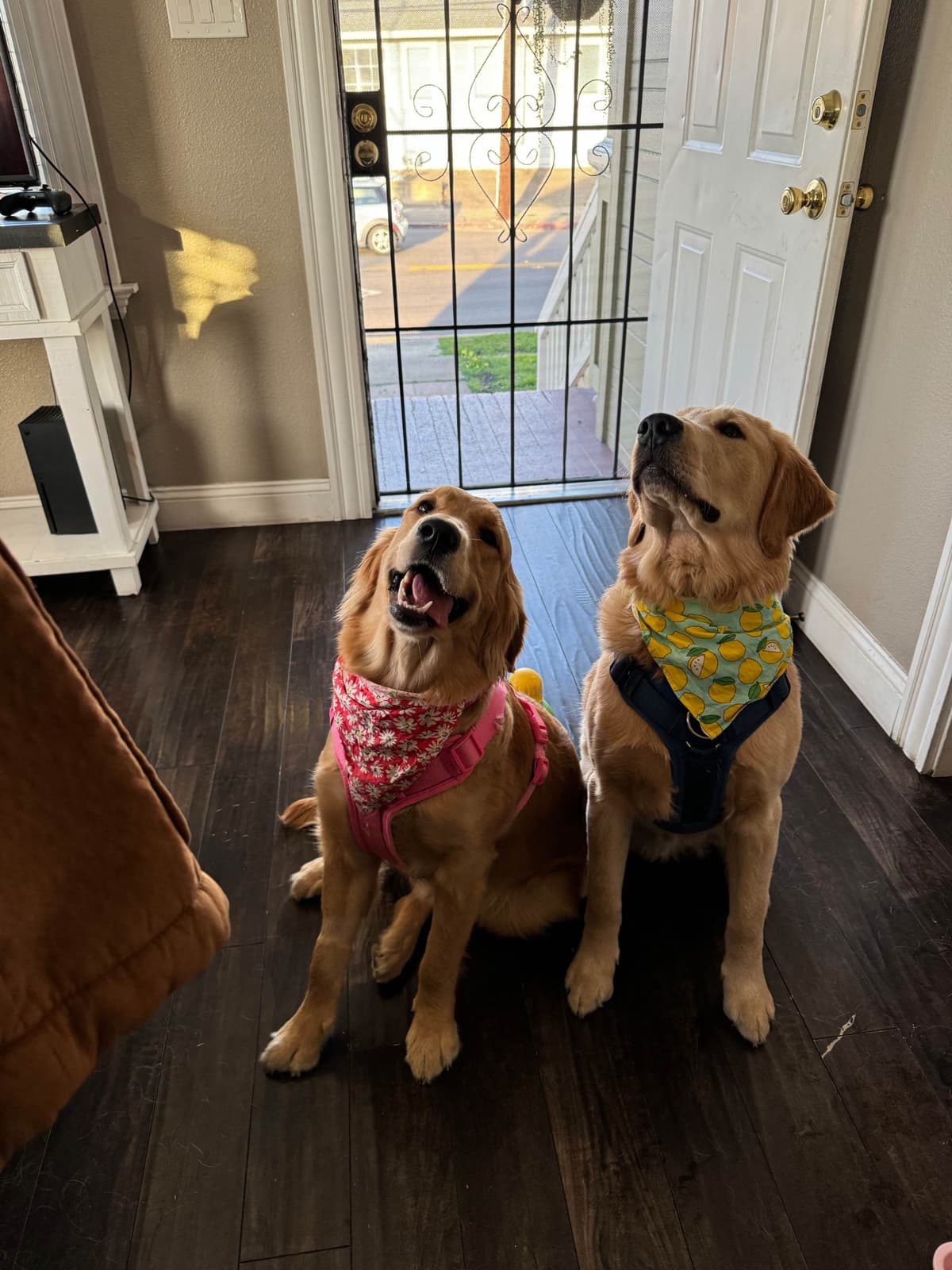 Golden Retriever Puppies breeder image 4