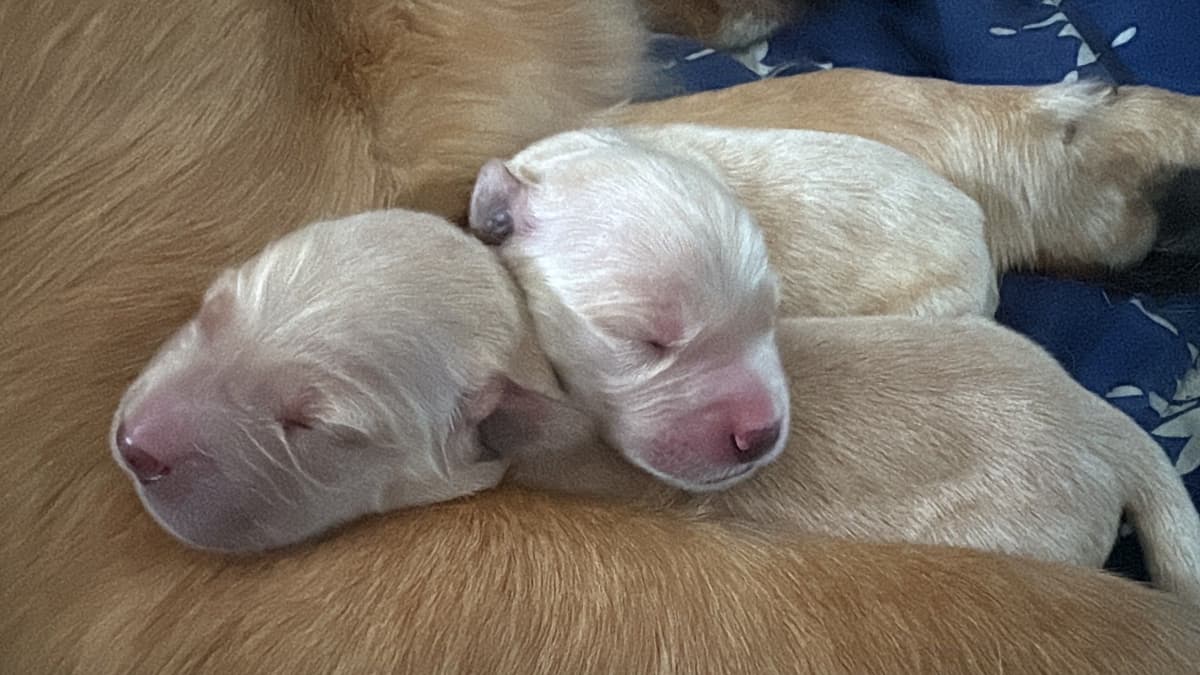 Golden Retriever Puppies breeder image 1