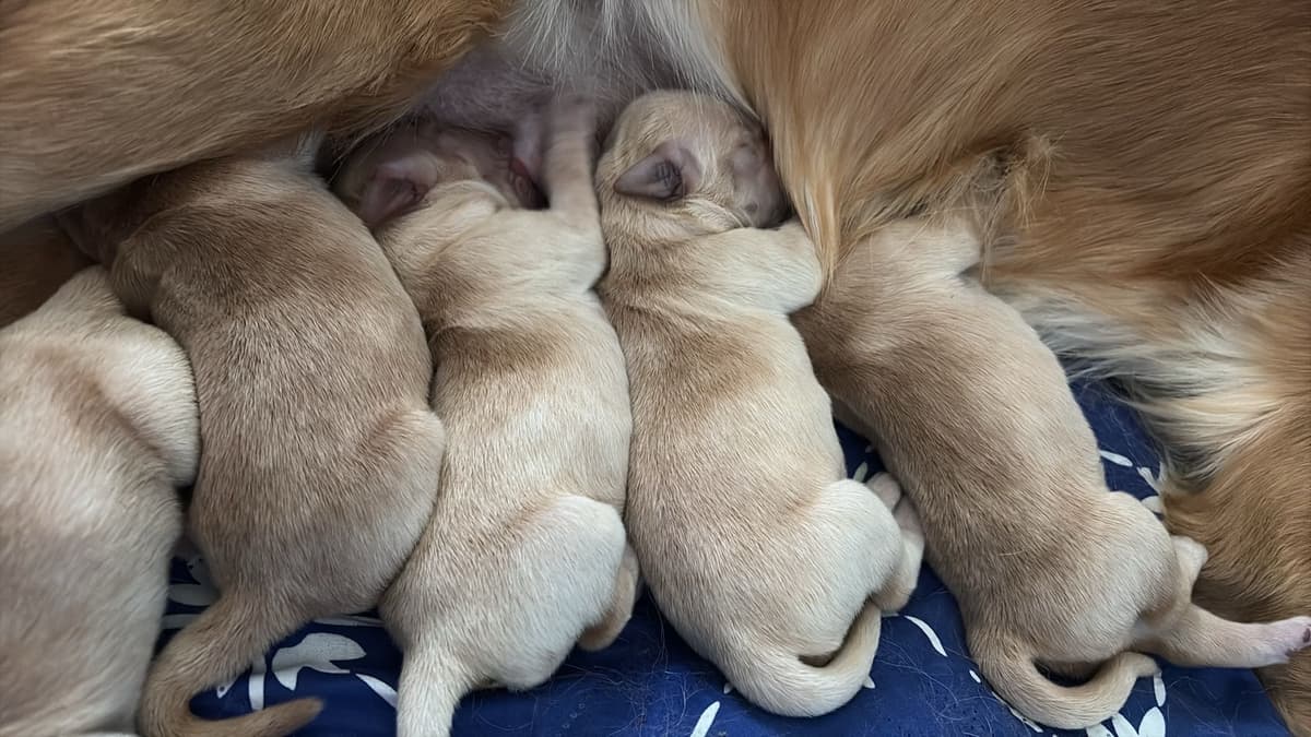 Golden Retriever Puppies breeder image 3