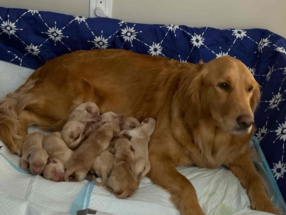 Golden Retriever Puppies breeder image 2