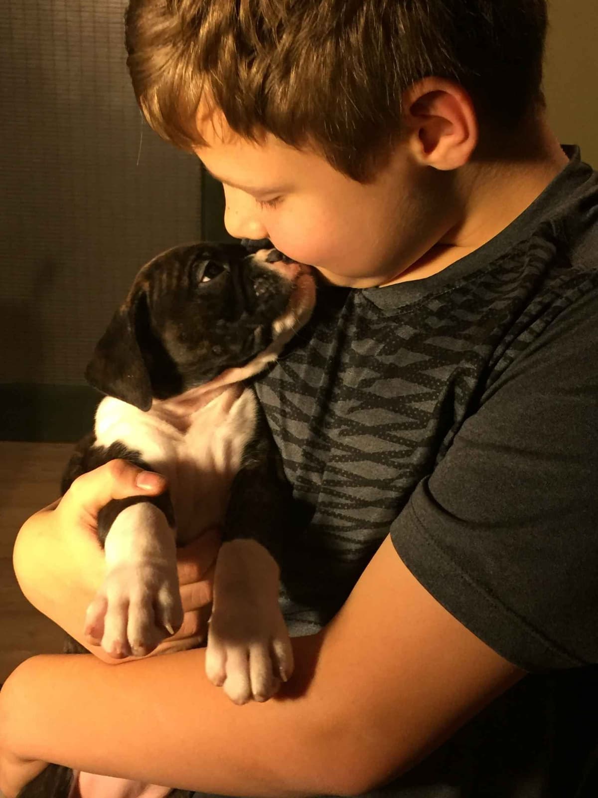 Cane Corso Puppies breeder image 1
