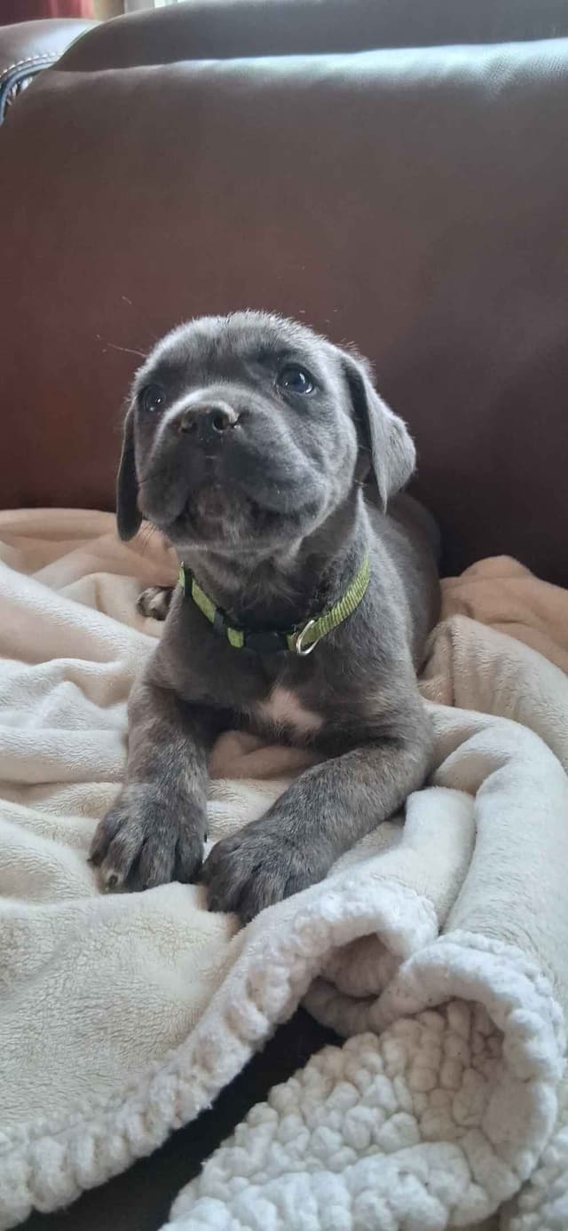 Cane Corso Puppies media 2