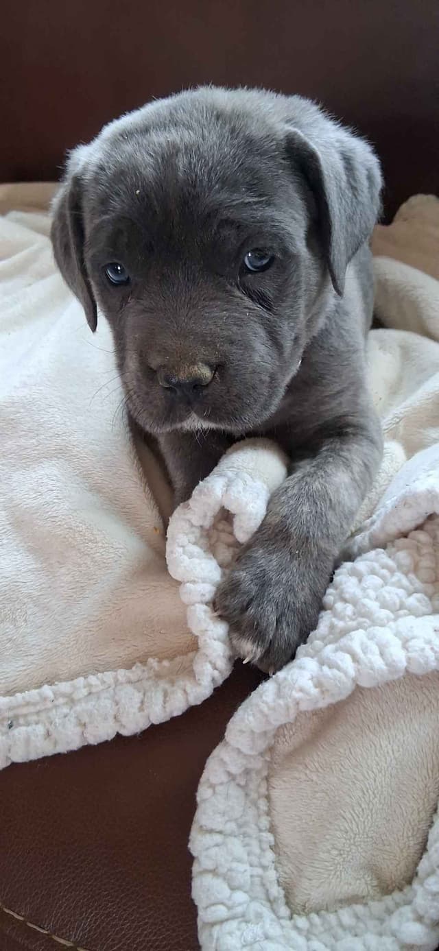 Cane Corso Puppies media 3