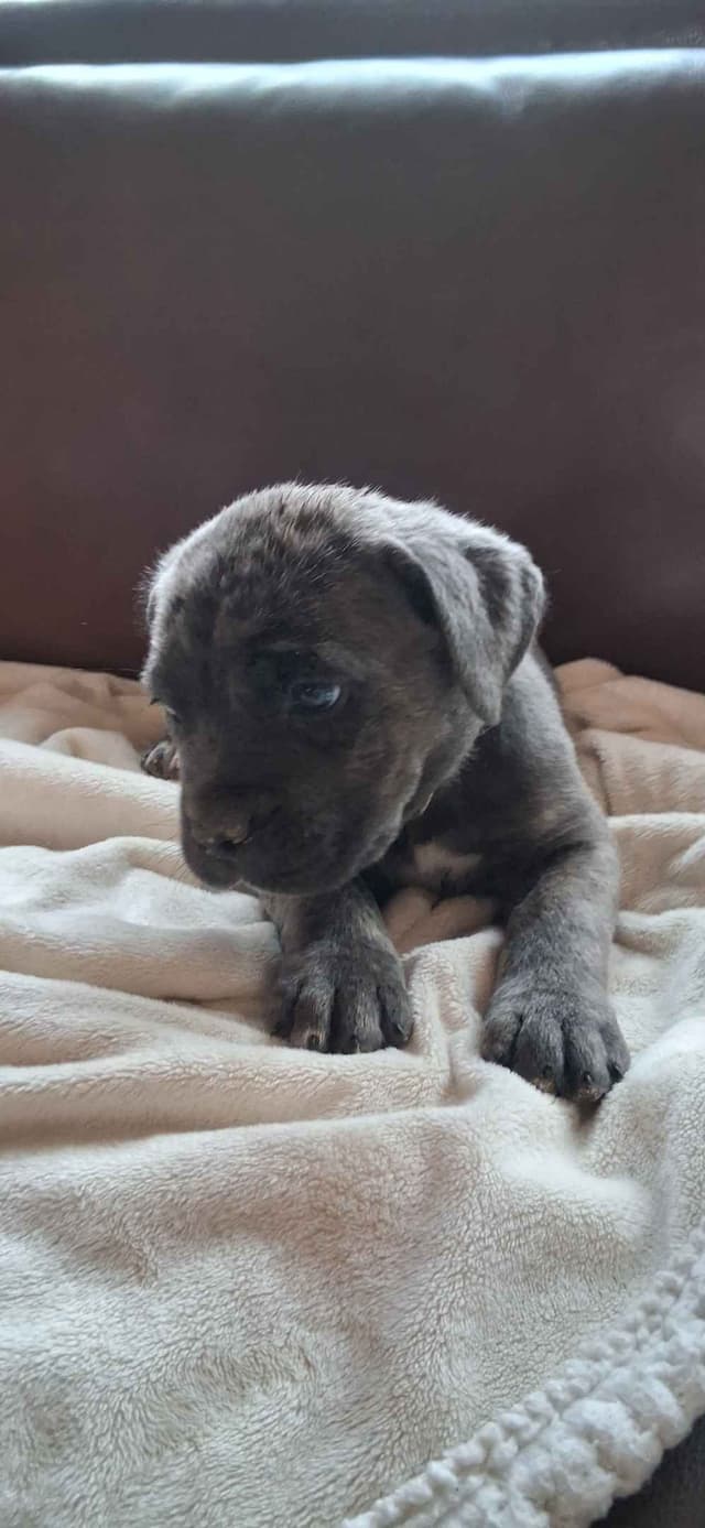 Cane Corso Puppies media 4