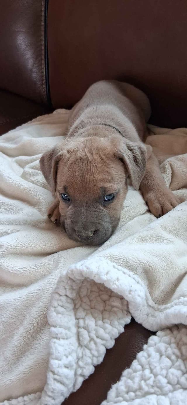 Cane Corso Puppies media 5