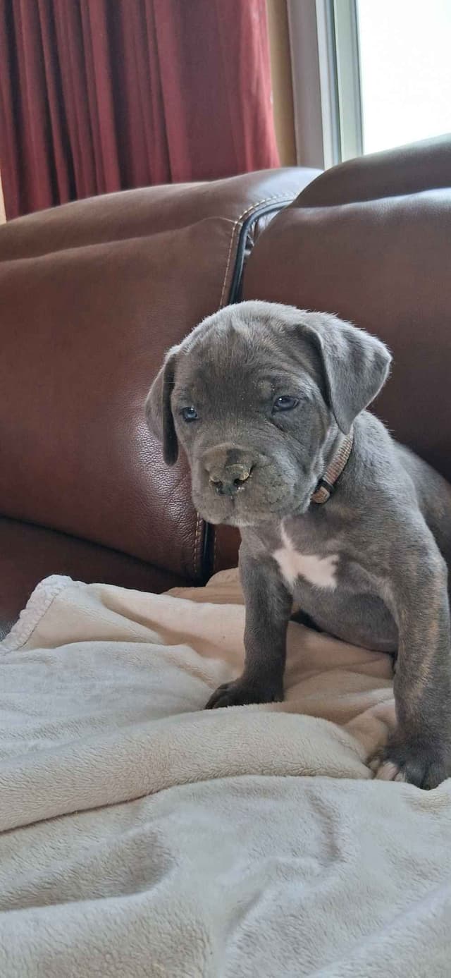 Cane Corso Puppies media 6
