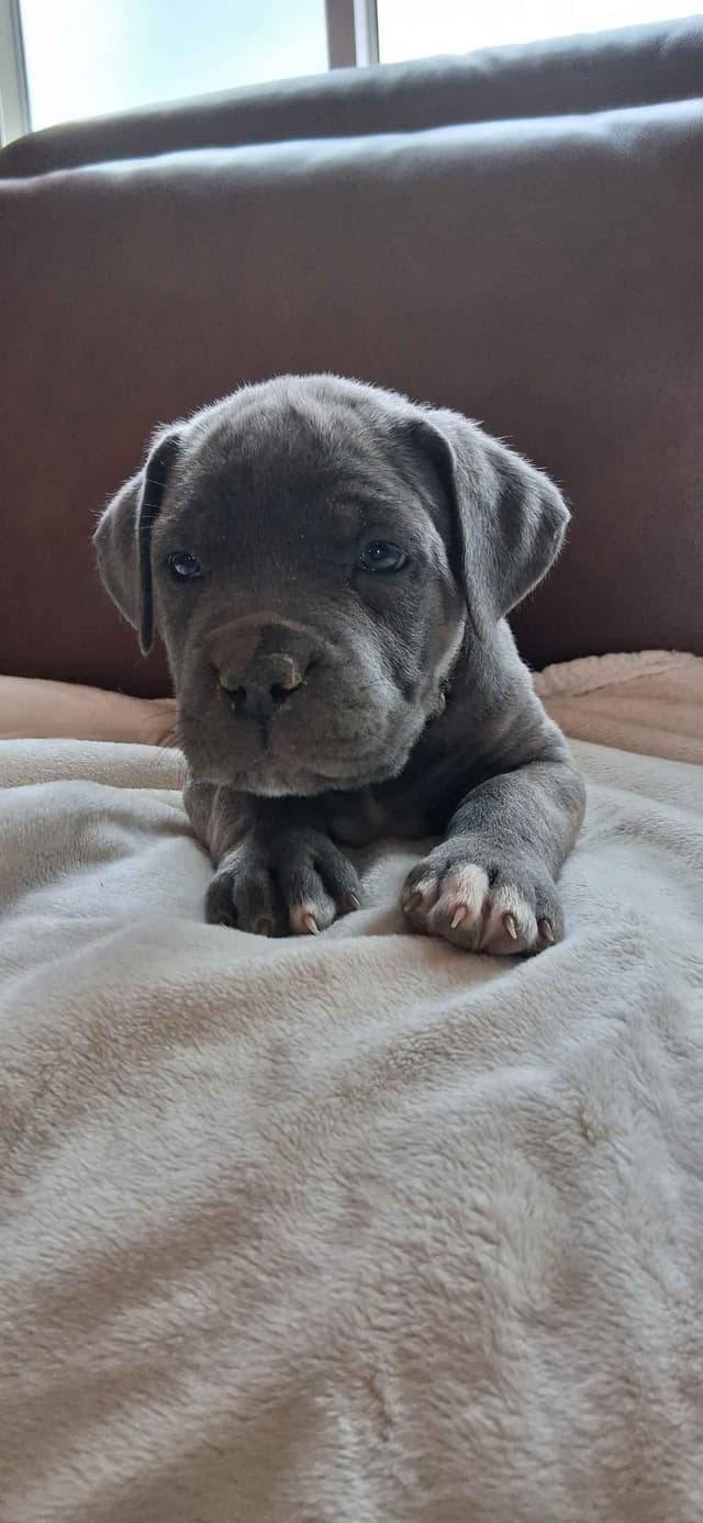 Cane Corso Puppies media 7