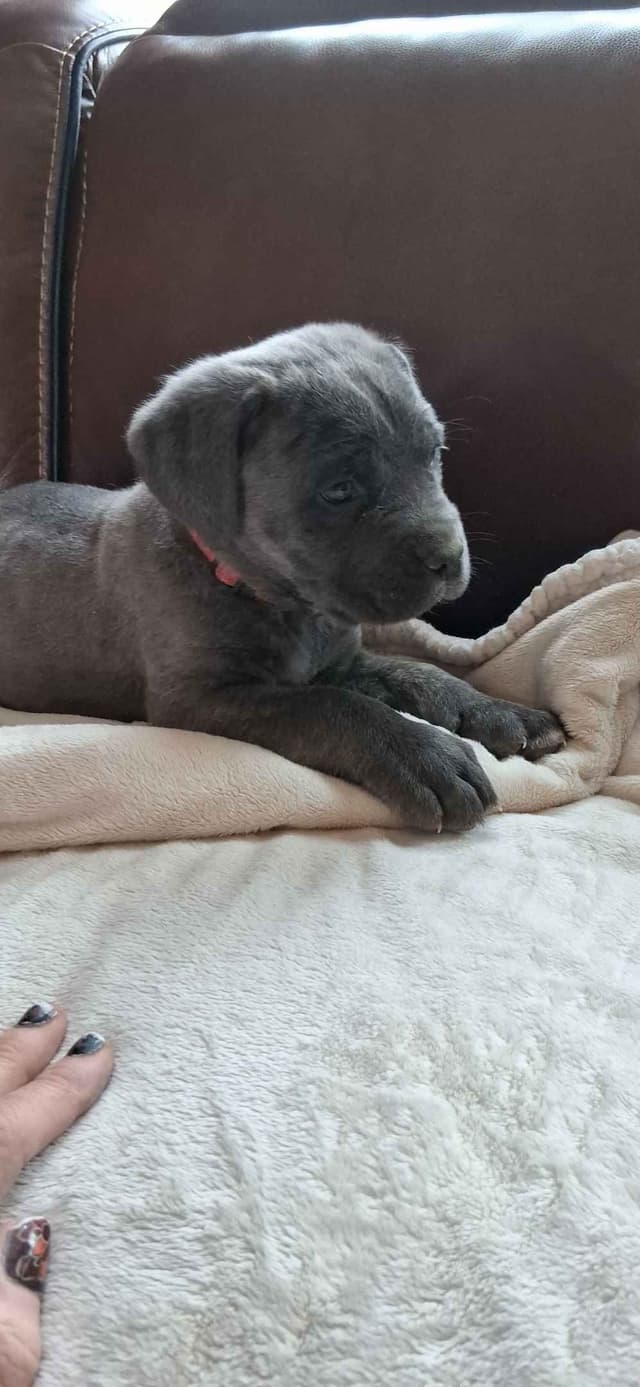 Cane Corso Puppies media 8