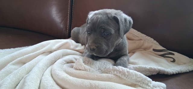 Cane Corso Puppies media 9