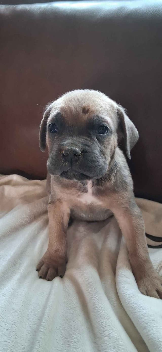 Cane Corso Puppies media 10
