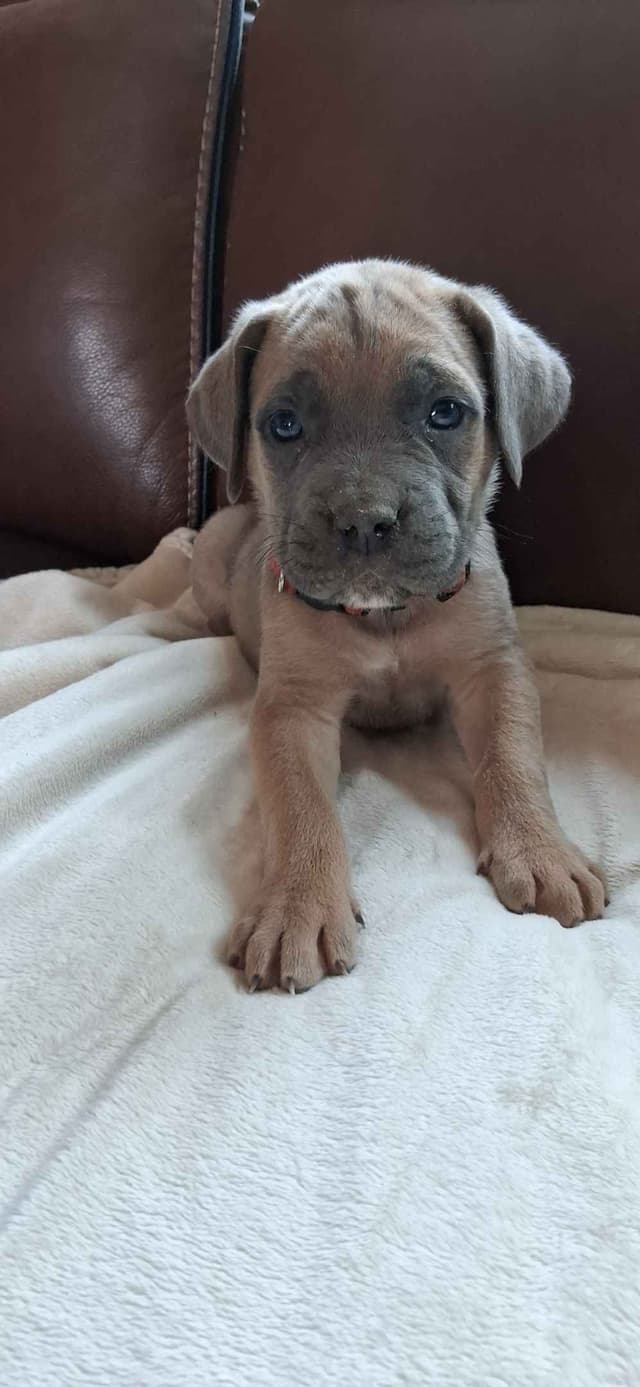 Cane Corso Puppies media 11