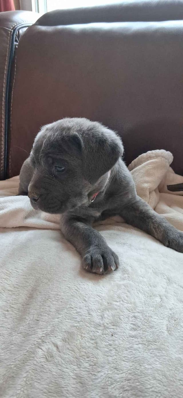 Cane Corso Puppies media 12