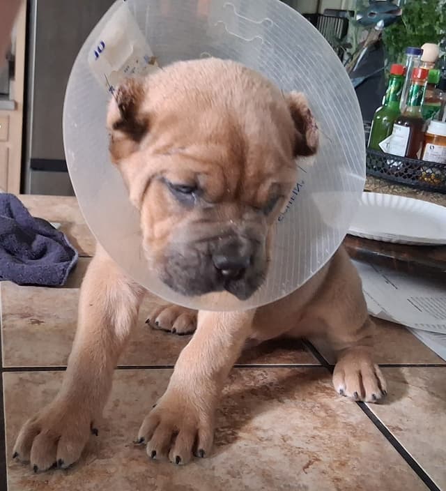 Cane Corso Puppies media 14