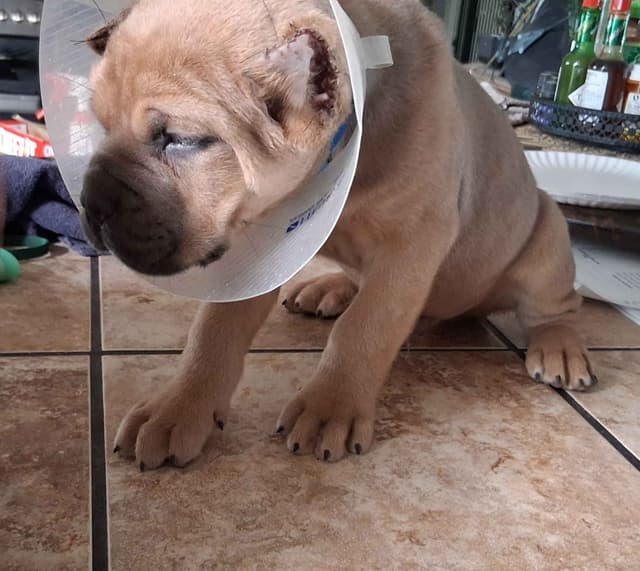 Cane Corso Puppies media 15