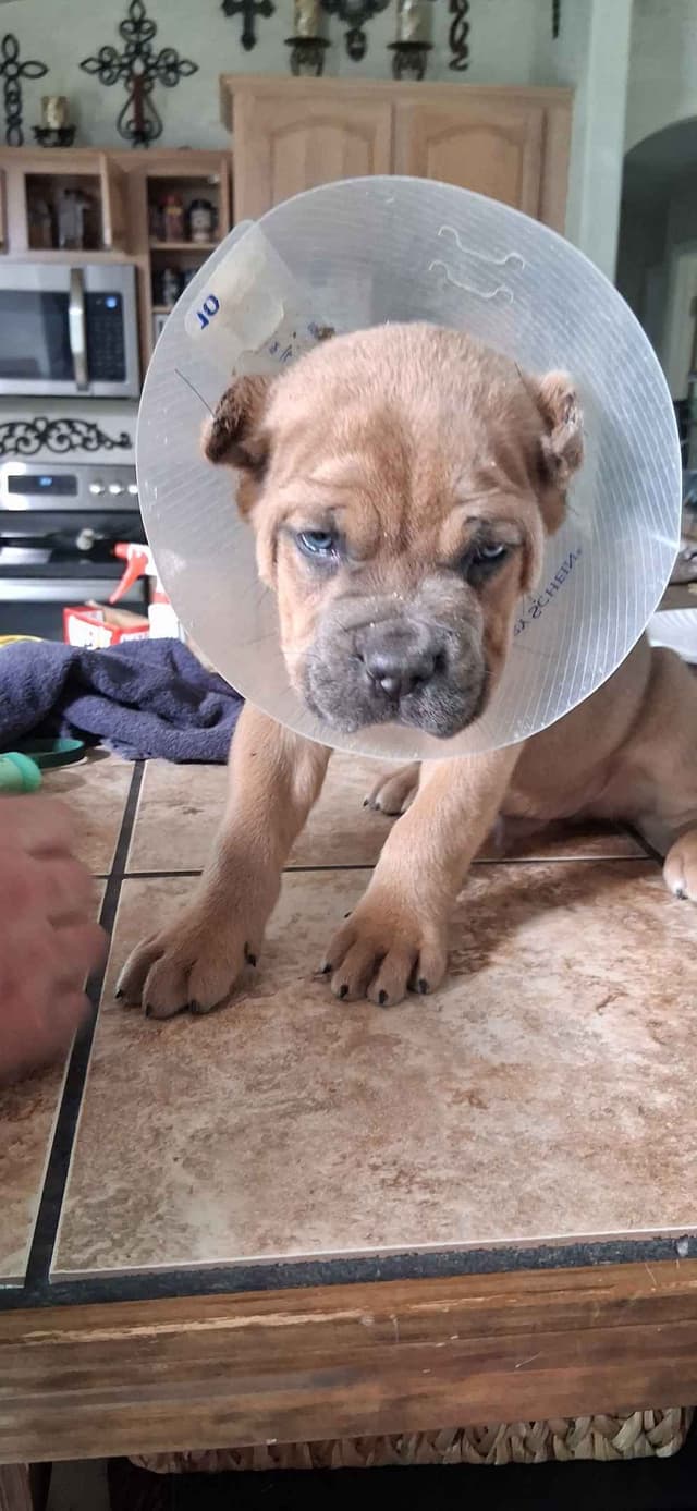 Cane Corso Puppies media 16