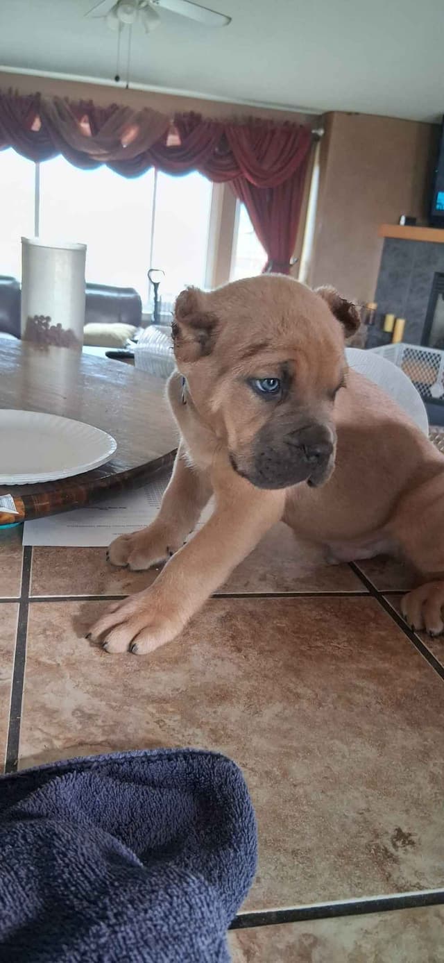 Cane Corso Puppies media 17
