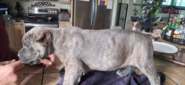 Cane Corso Puppies media 19