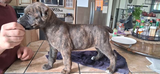 Cane Corso Puppies media 20