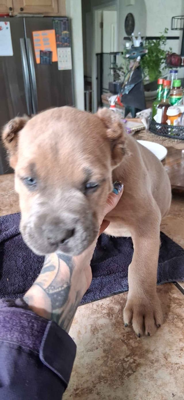 Cane Corso Puppies media 22