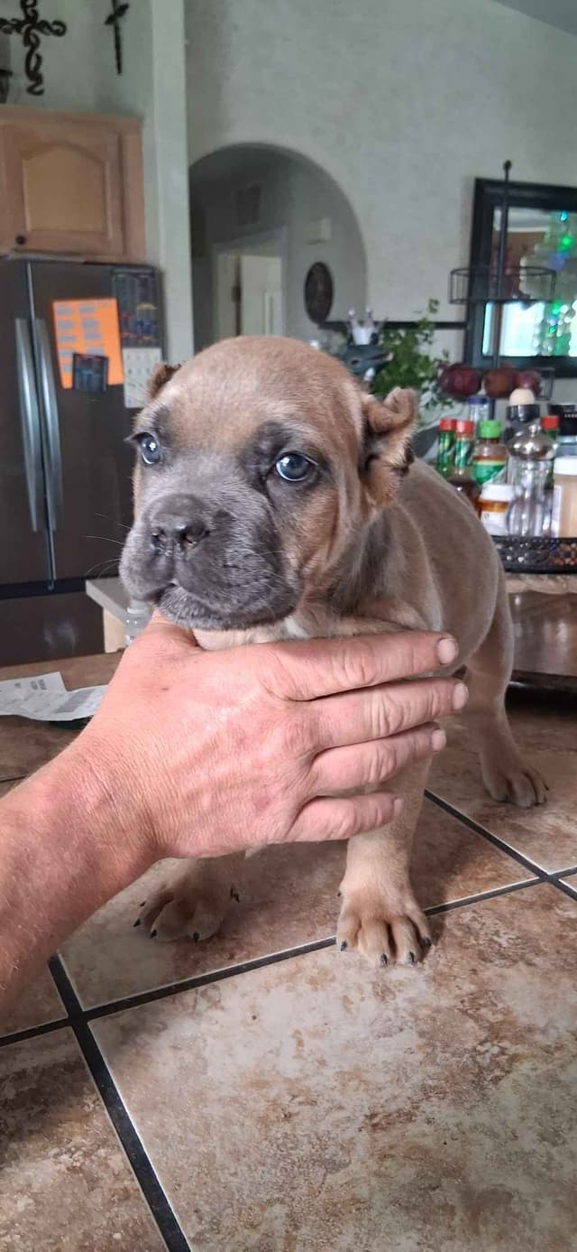 Cane Corso Puppies media 23