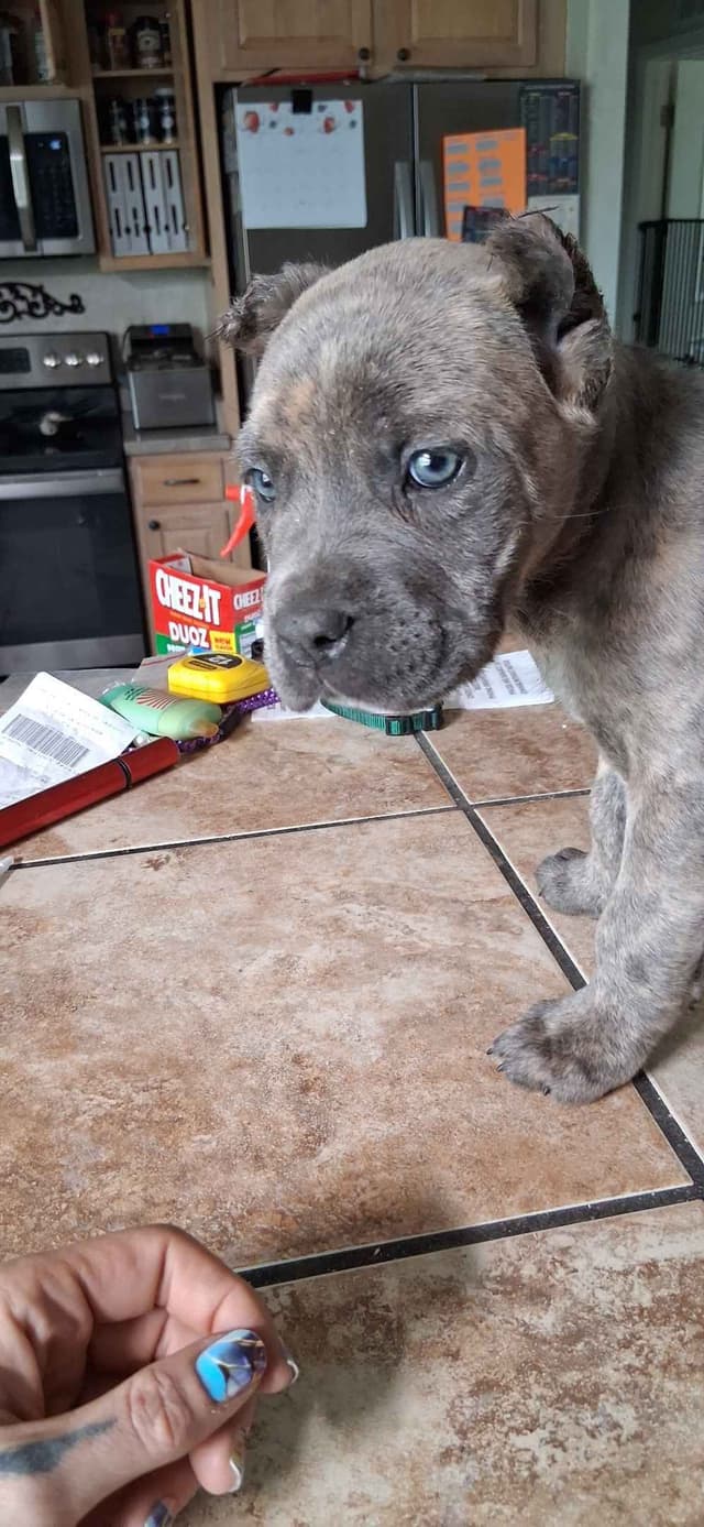 Cane Corso Puppies media 24