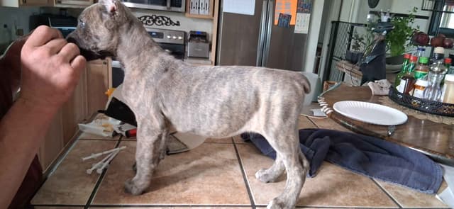Cane Corso Puppies media 25