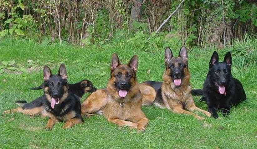 German Shepherd Dog Puppies Wisconsin breeder image 1