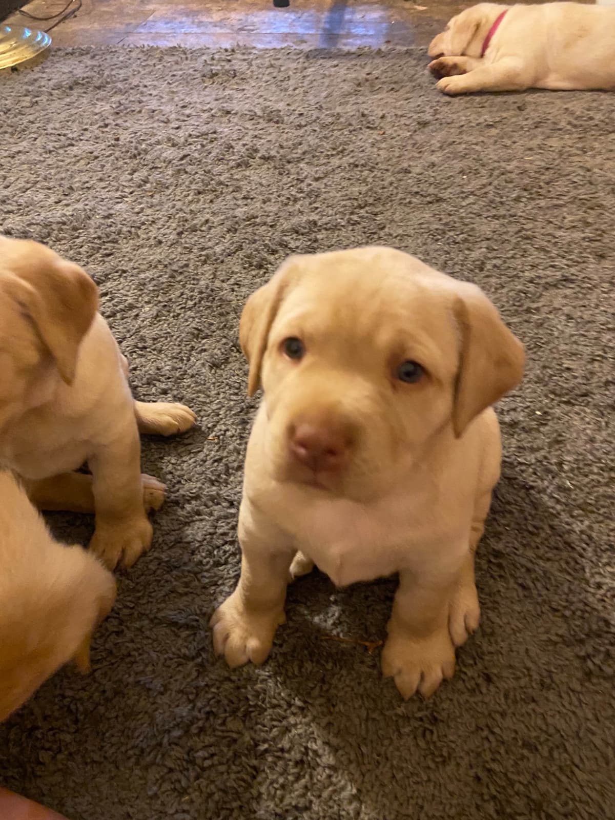 Labrador Retriever Puppies breeder image 2