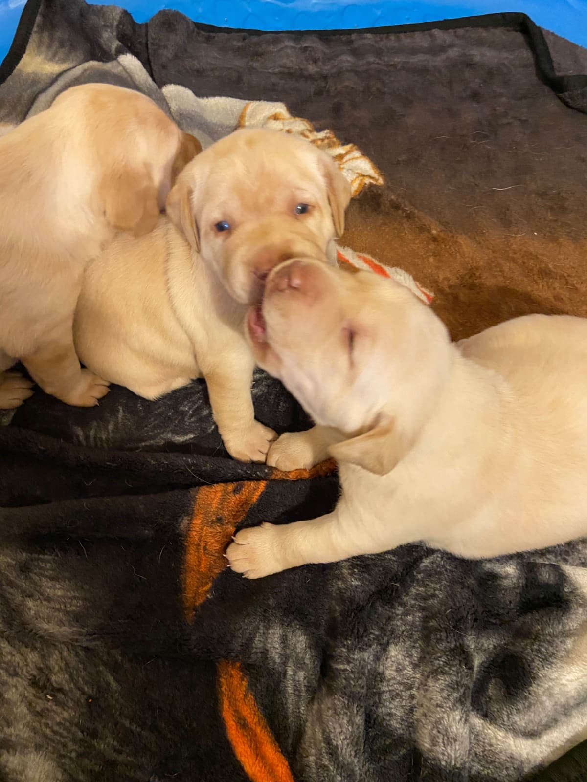 Labrador Retriever Puppies breeder image 3