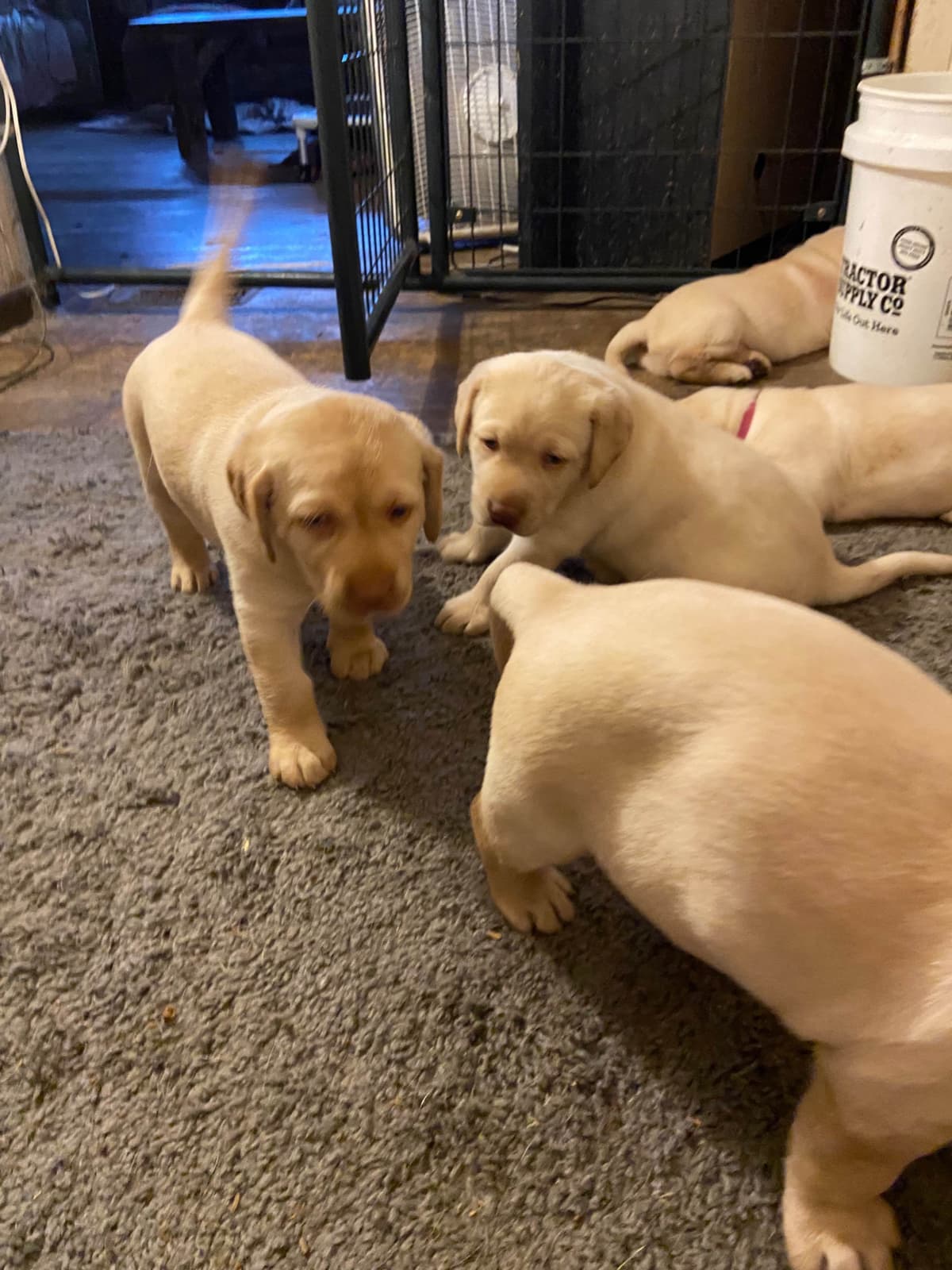 Labrador Retriever Puppies breeder image 5