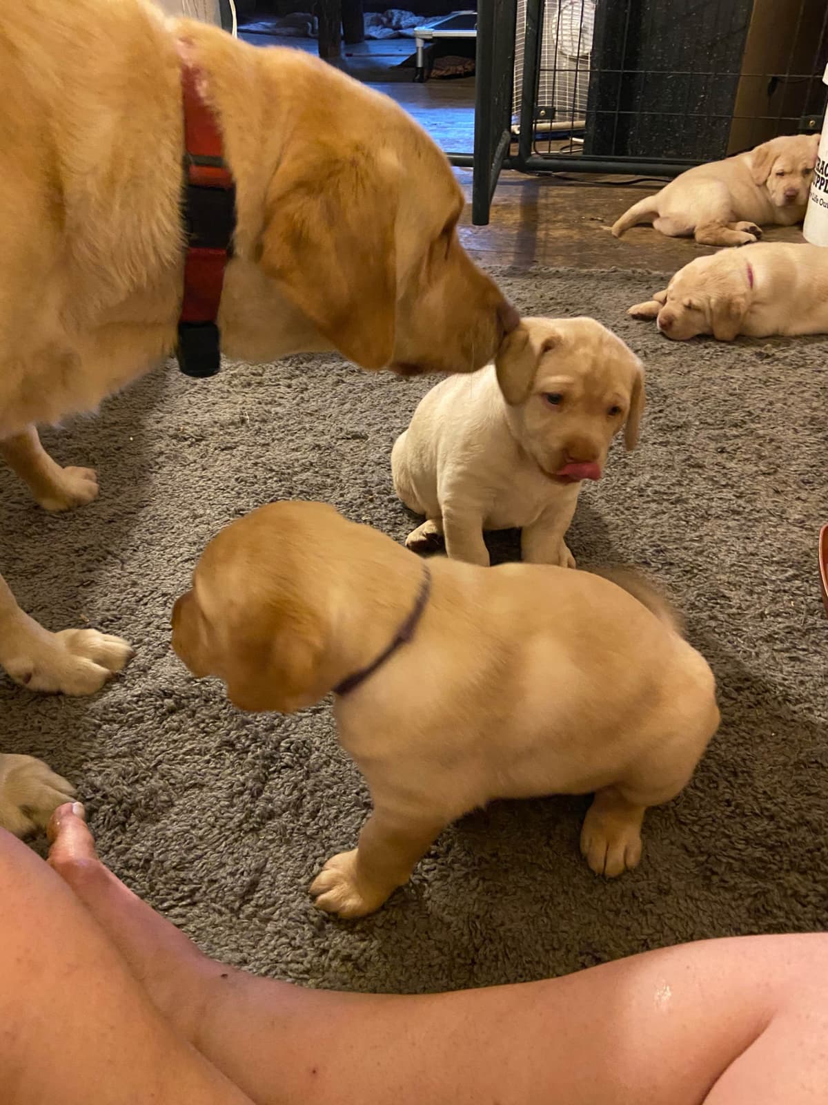Labrador Retriever Puppies breeder image 7