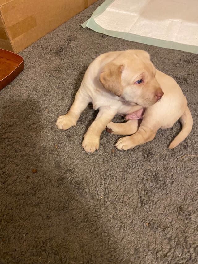 Labrador Retriever Puppies media 2