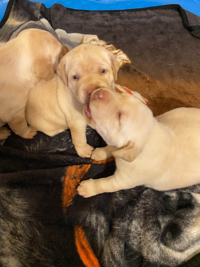 Labrador Retriever Puppies media 3