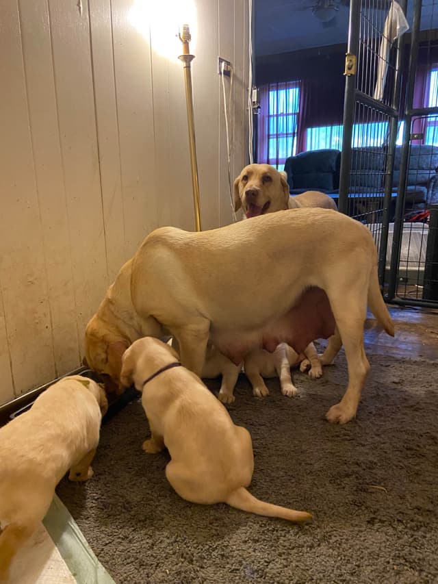 Labrador Retriever Puppies media 4