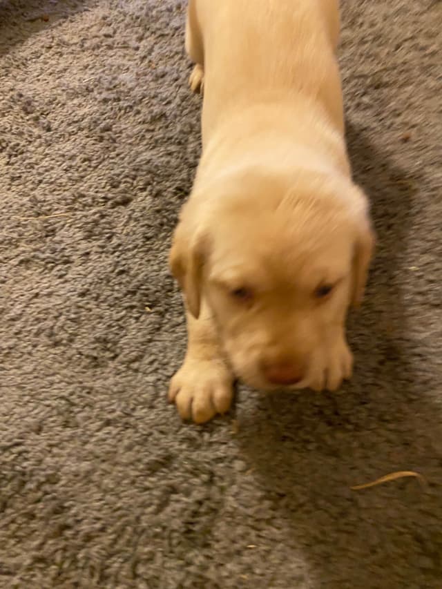 Labrador Retriever Puppies media 6