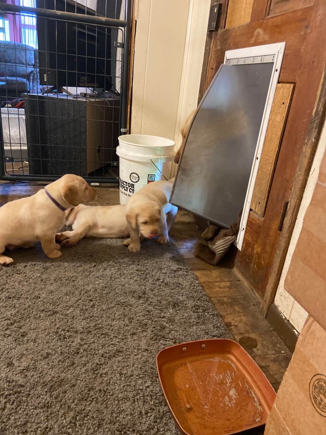 Labrador Retriever Puppies media 8