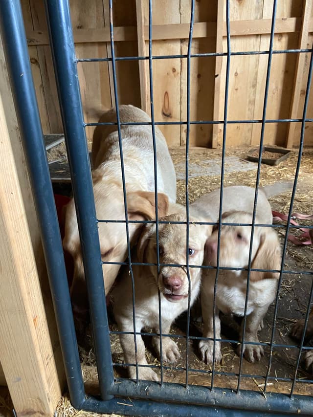 Labrador Retriever Puppies media 9